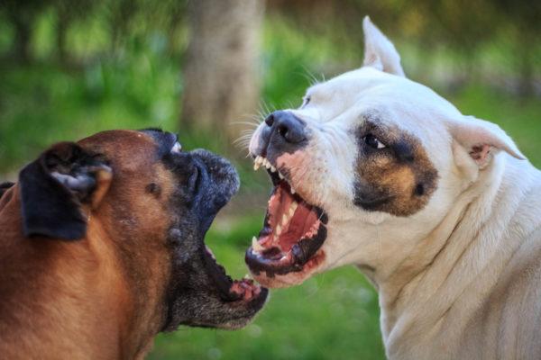 Cachorros zangados 