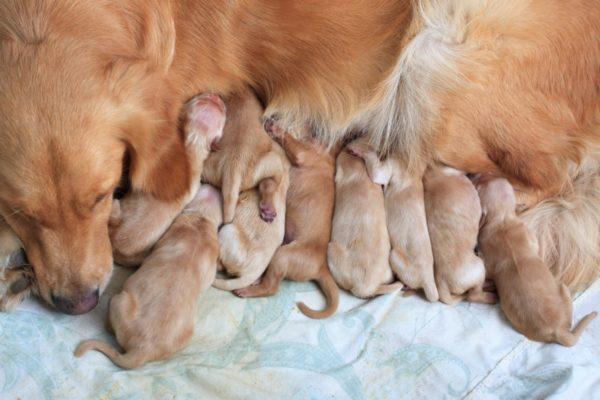 Interpretação dos sonhos: o cachorro deu à luz filhotes 