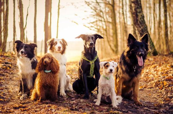 Por que muitos cachorros sonham 