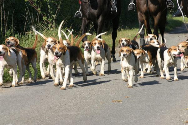 Por que muitos cachorros sonham 
