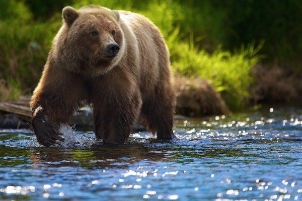 Por que o urso marrom está sonhando 