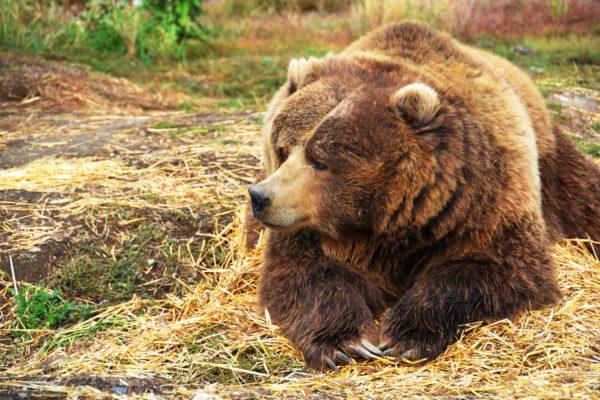 Por que um urso marrom sonha com uma garota 