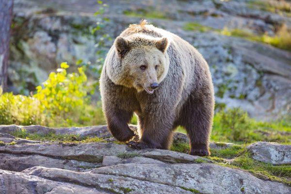 Urso pardo em um sonho 