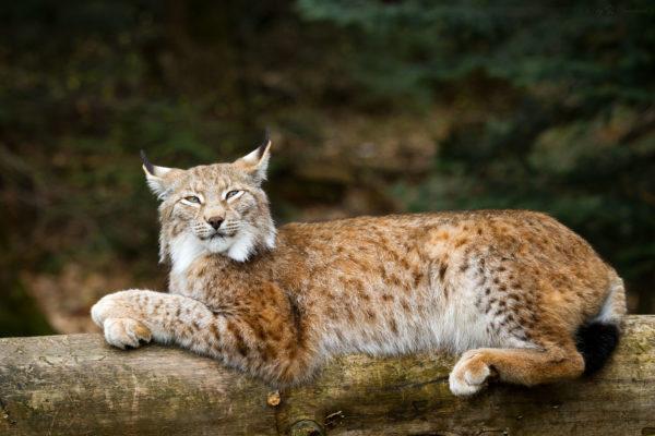 Por que o lince está sonhando 