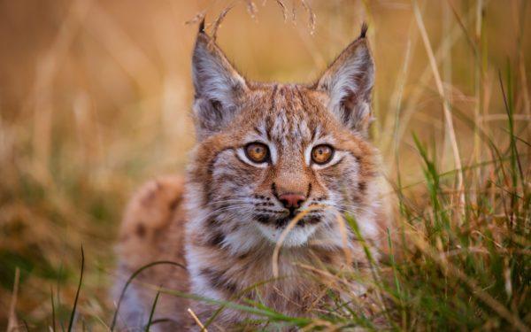 livro dos sonhos lince 