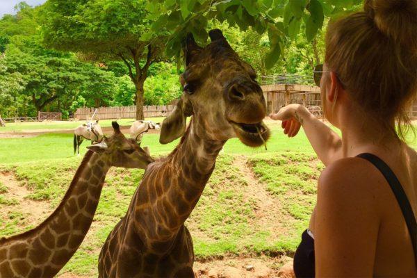 Por que a girafa está sonhando 