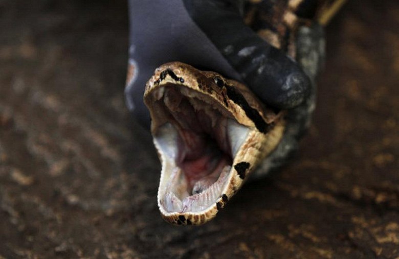 Espreitando no banheiro python assustou o australiano