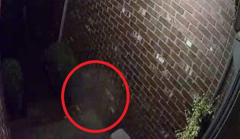 Ghost desce as escadas em um vídeo misterioso