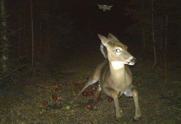 Fantasmas na floresta noturna