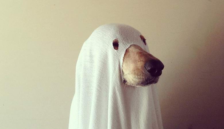 O fantasma de um cachorro falecido recentemente bateu no vídeo