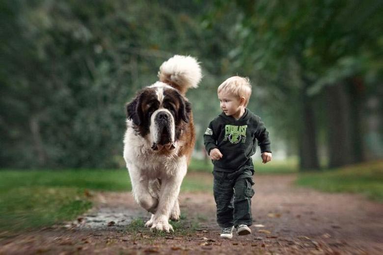 Sobre a fidelidade dos cães, que beira um milagre