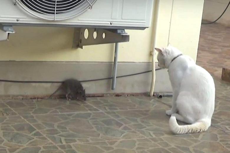 O confronto de um gato doméstico e um rato selvagem