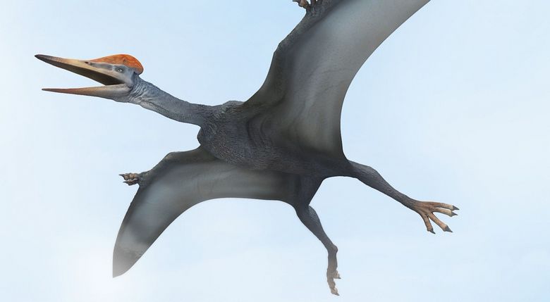 Os pterodácteis foram incapazes de voar, abrindo suas asas.