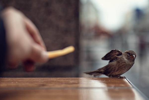 presságio o pássaro voou para dentro de casa 