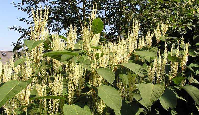 Reinutria japonesa - uma planta que é temida no Reino Unido como a praga