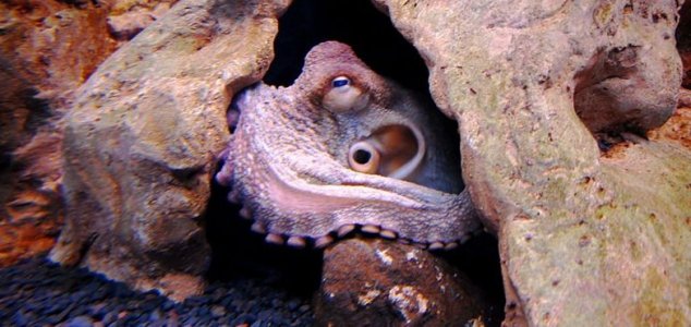 Um pescador no mar engoliu um polvo enorme