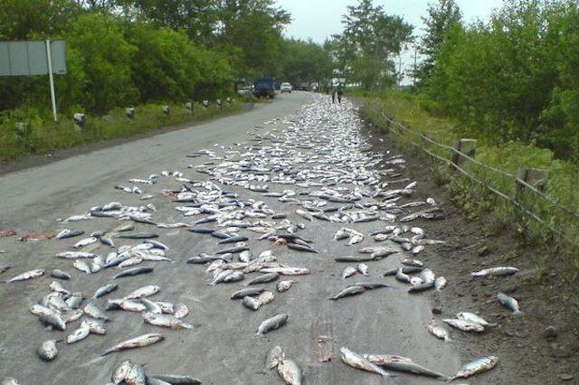 A chuva de peixes passou na Austrália