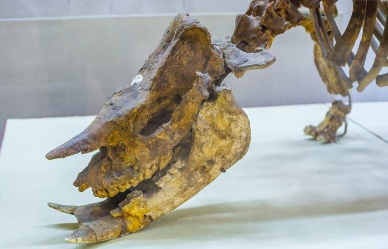 Cientistas russos descobriram uma nova espécie de dinossauro