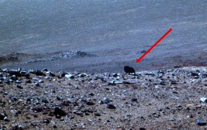 NASA Rover matou um animal em Marte