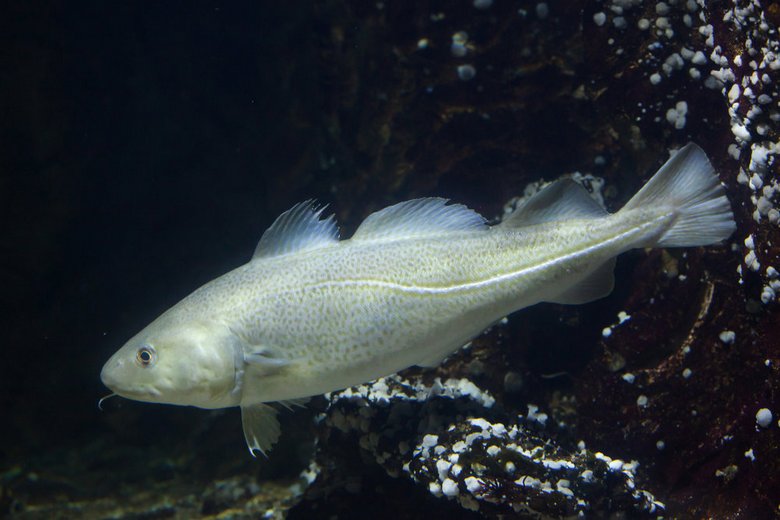 O peixe mais saudável vive nos lagos da Sibéria