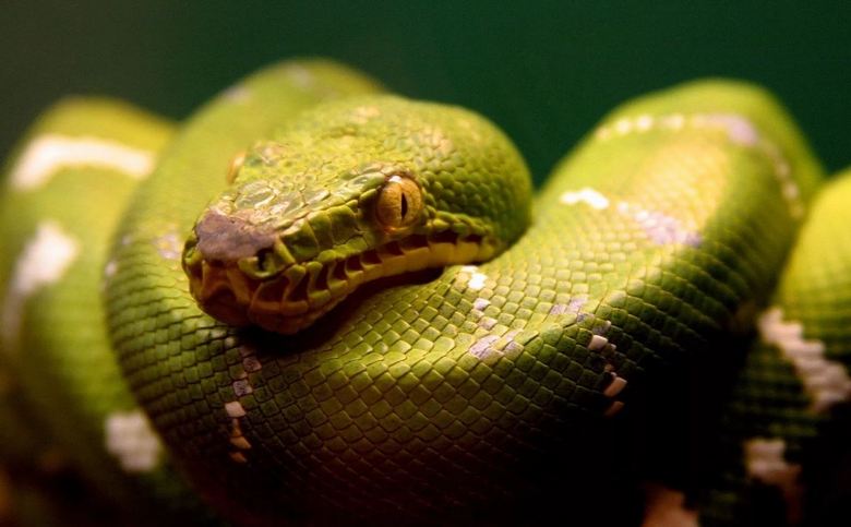 As maiores cobras capturadas na câmera de vídeo