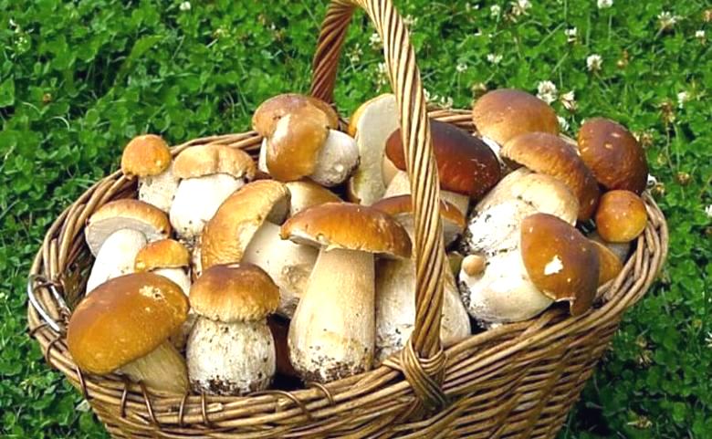 Os cogumelos mais valiosos do ponto de vista gastronômico