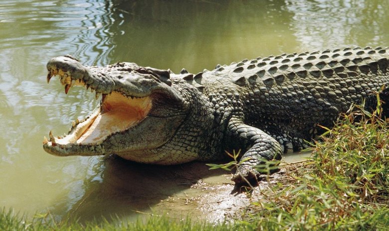 A comida mais massiva dos crocodilos