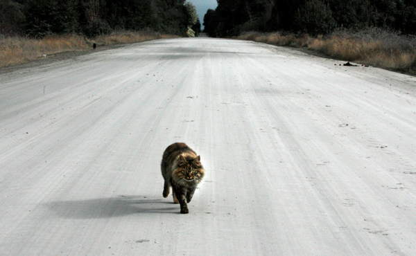 Derrubou um gato em um carro - sinais folclóricos 