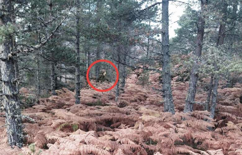 A mulher escocesa fotografou a morte na floresta