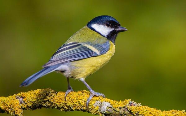 tit simboliza 