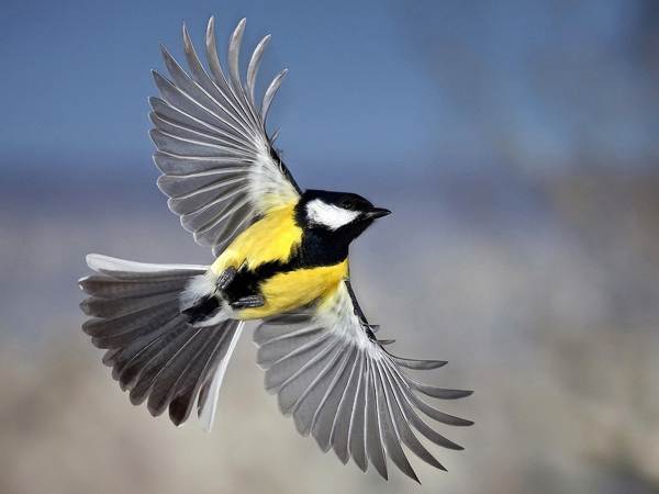 presságio titmouse voou para a varanda 