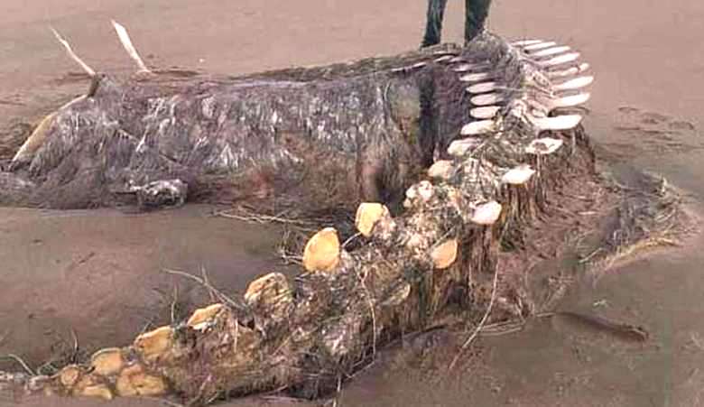 O esqueleto de uma besta misteriosa descoberta após uma tempestade em uma praia escocesa