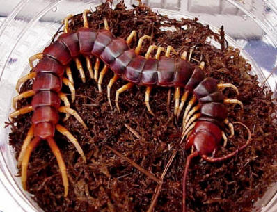 O gigante scolopendra é o maior milípede do planeta.