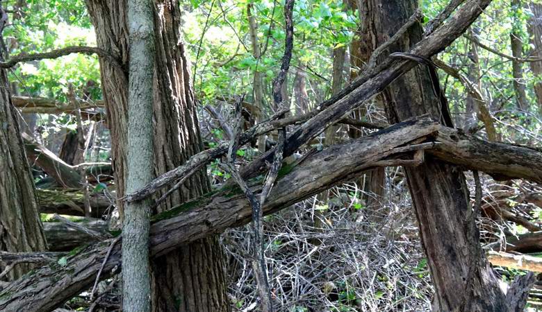 Pé grande constrói cercas na floresta americana