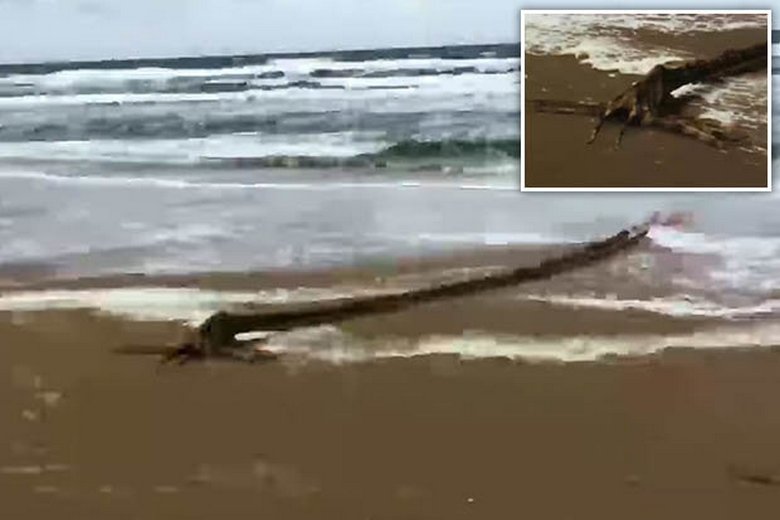 Um monstro baleado na praia deixou os usuários da Web perplexos