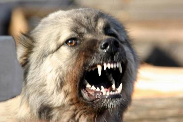 Os cães estão ficando loucos também?