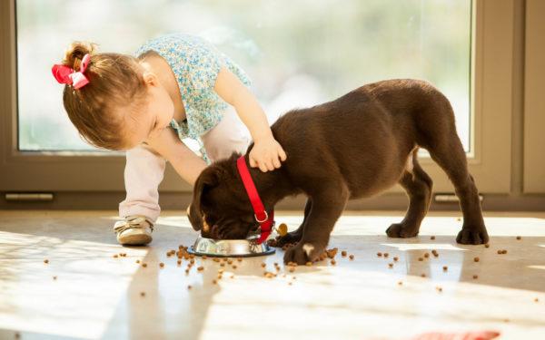 menina alimentando o cachorro 