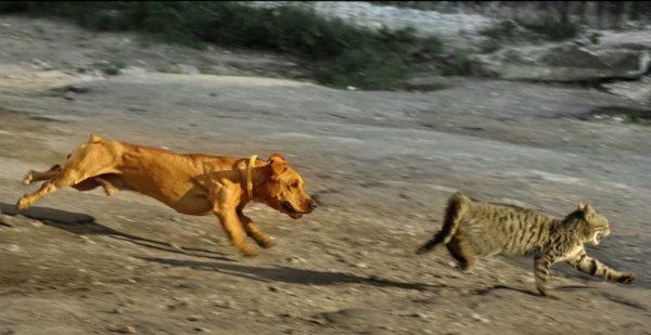 O cachorro atacou o gato 