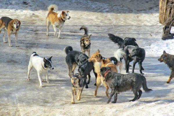 Por que sonhar que uma matilha de cães está atacando 