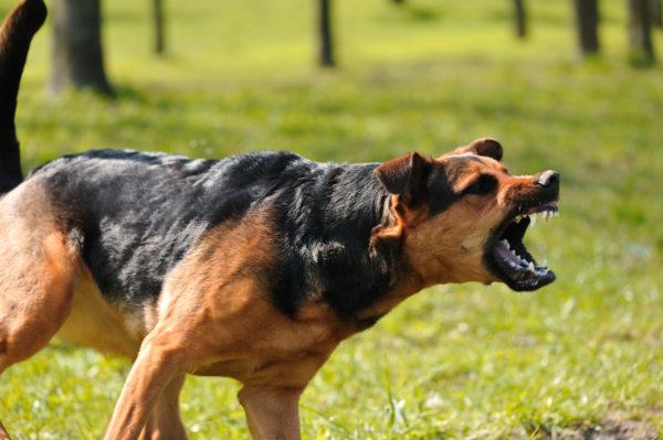 Ataques de cães zangados 