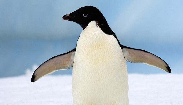 O pinguim inteligente se tornou o herói do vídeo cheio de ação