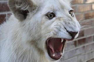 Os funcionários do zoológico chinês milagrosamente conseguiram salvar uma garotinha da boca de um leão. Vídeo