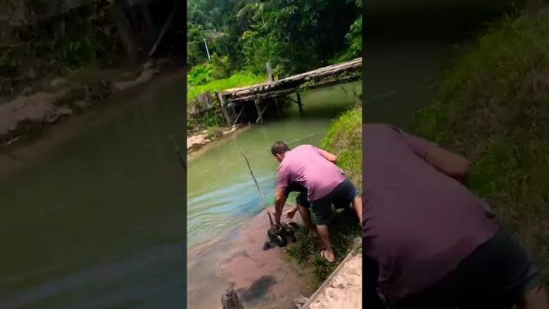 Salvação da anaconda de um cão doméstico