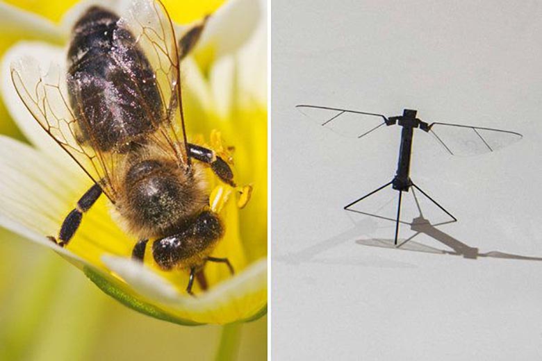 Os Estados Unidos estão trabalhando na criação de drones de abelhas. Os cientistas estão observando com preocupação