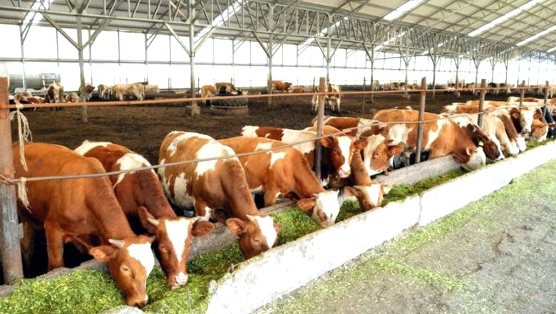 Vale a pena desistir massivamente de carne