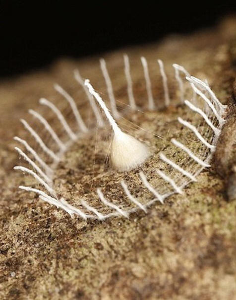 Uma estranha formação de teias de aranha encontrada na floresta amazônica