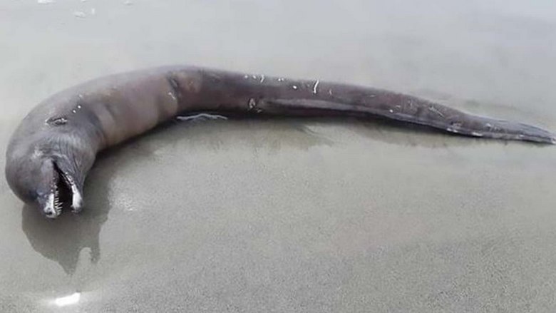 Uma estranha criatura descoberta em uma praia no México