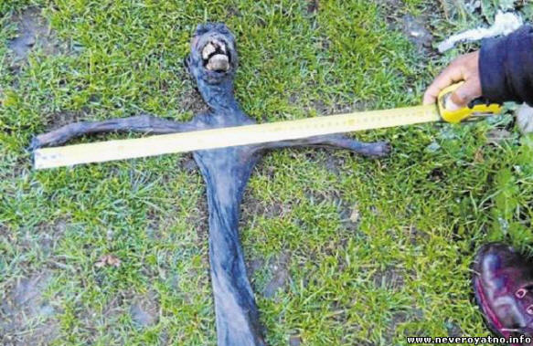 Uma estranha criatura descoberta na África do Sul