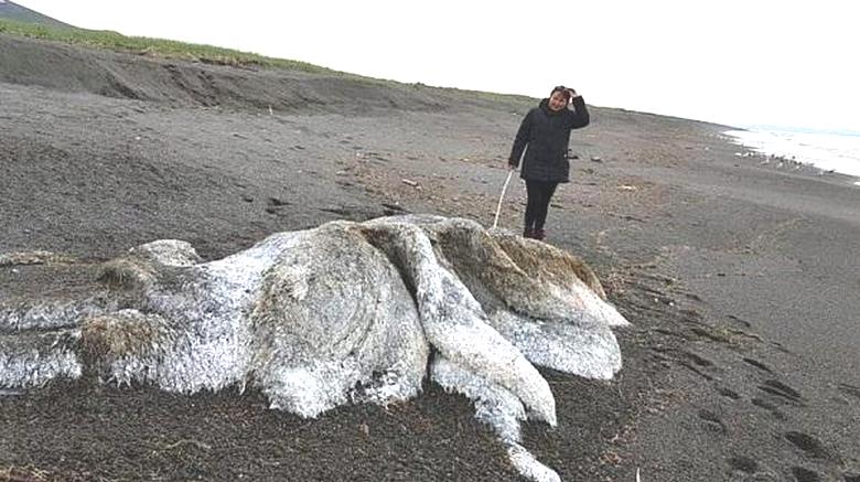 Uma criatura estranha lançou uma tempestade na costa de Kamchatka
