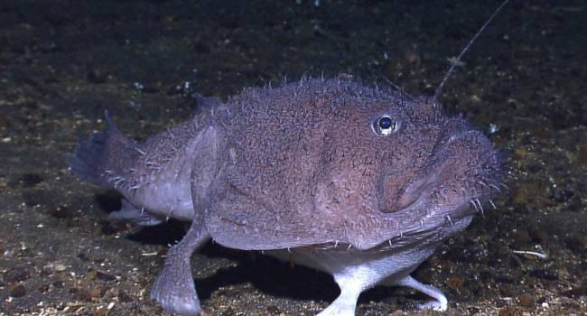 Peixe estranho com pernas descoberto por pesquisadores